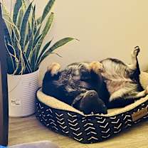 Thumbnail photo of Sadie #3