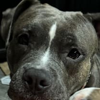 Thumbnail photo of Mamas (In Foster) #2