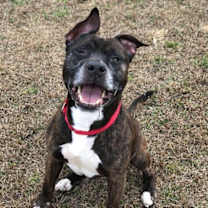 Thumbnail photo of Boss (In Foster) #2