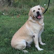 Thumbnail photo of Arlo (Neutered) Bonded Pair #1