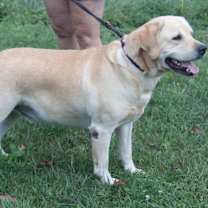 Thumbnail photo of Arlo (Neutered) Bonded Pair #3