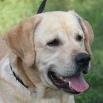 Thumbnail photo of Arlo (Neutered) Bonded Pair #4