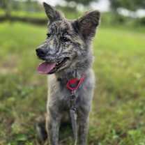 adopt-pet