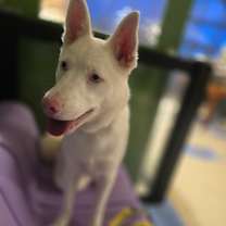 adopt-pet