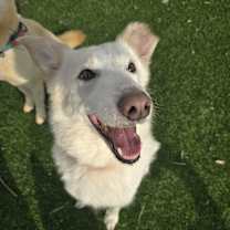 adopt-pet