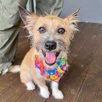 adopt-pet