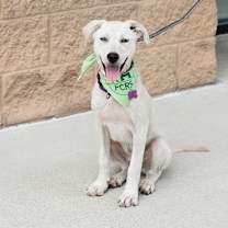 Thumbnail photo of Zag #4