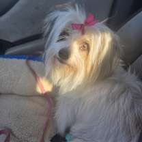 adopt-pet