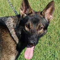 Thumbnail photo of Shannon #1