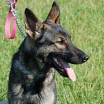 Thumbnail photo of Shannon #4