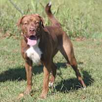 Thumbnail photo of Blue (Spayed) #2