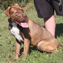 Thumbnail photo of Blue (Spayed) #3