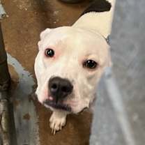 Thumbnail photo of Oriella (Roxy)🐾 #2