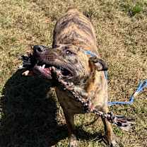 Thumbnail photo of Banzai #3