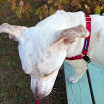 Thumbnail photo of String Bean #4