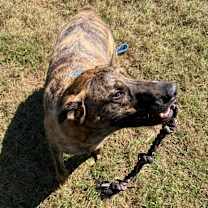 Thumbnail photo of Banzai #4