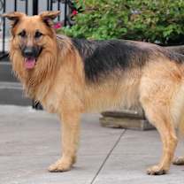 Thumbnail photo of Kilo von Marburg #3