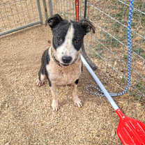 Thumbnail photo of Rico #4