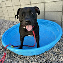 adopt-pet