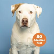 adopt-pet