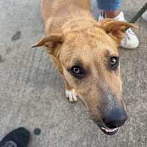 Thumbnail photo of Hickory #1