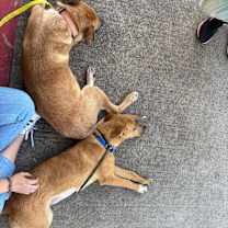 Thumbnail photo of Hickory #4