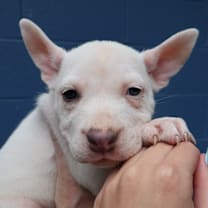 Thumbnail photo of Ophelia #2