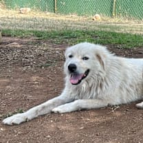 Thumbnail photo of Thor #1