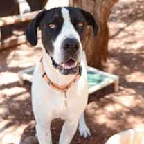 adopt-pet
