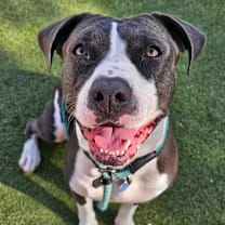 adopt-pet