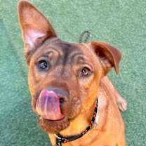 adopt-pet