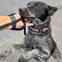 Thumbnail photo of BANDIT THE STAR #2