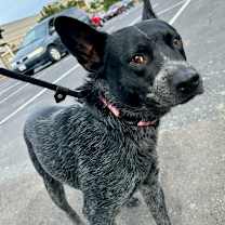 Thumbnail photo of BANDIT THE STAR #3