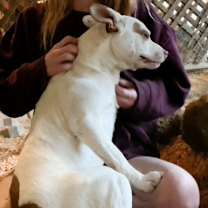 Thumbnail photo of Rascal #1