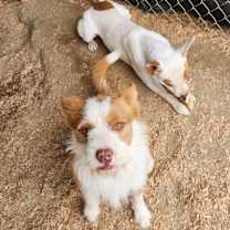 Thumbnail photo of Rascal #3