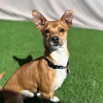 adopt-pet