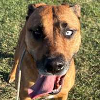 adopt-pet