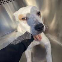 adopt-pet