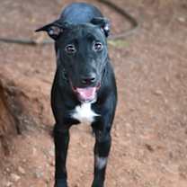 adopt-pet