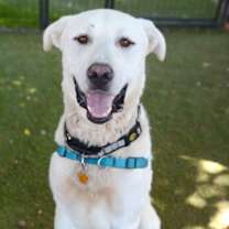 adopt-pet