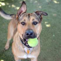 adopt-pet
