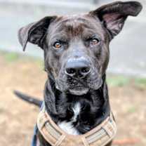 Thumbnail photo of Brock #1