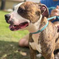 Thumbnail photo of Teddy #3