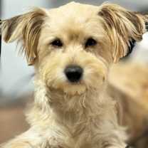 Thumbnail photo of Linus #1