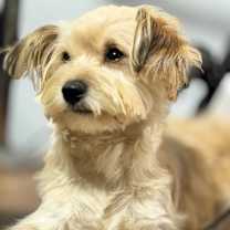 Thumbnail photo of Linus #4