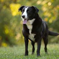 Thumbnail photo of Boozer #1