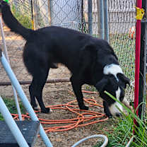 Thumbnail photo of Boozer #2