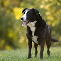 Thumbnail photo of Boozer #3