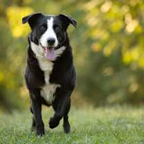 Thumbnail photo of Boozer #4