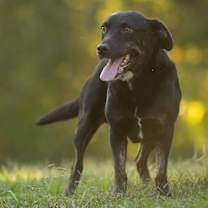 Thumbnail photo of Boomer #4